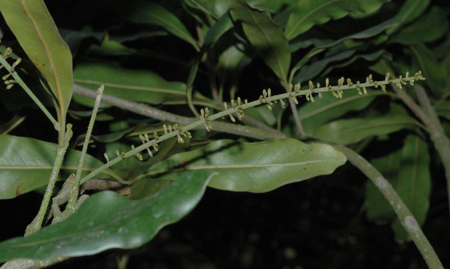 Proteaceae Macadamia integrifolia