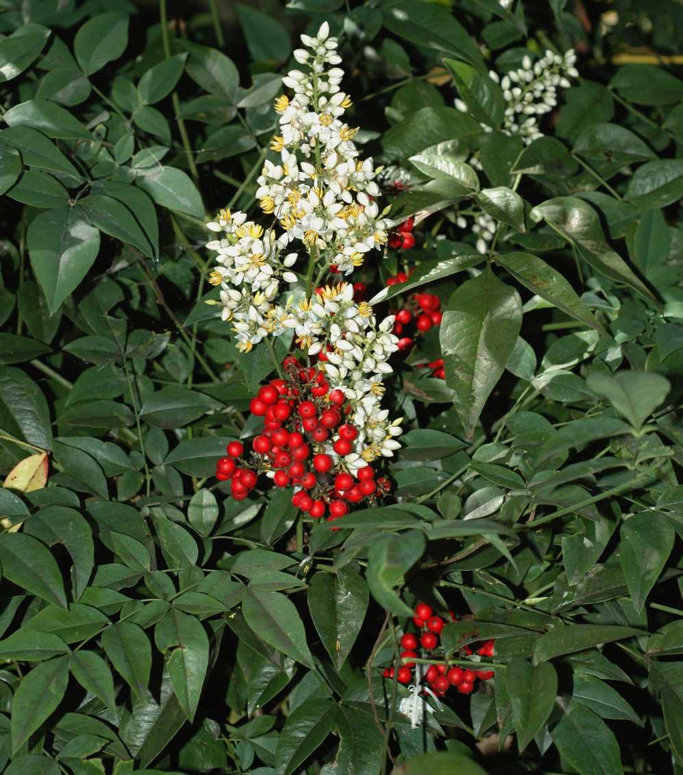 Berberidaceae Nandina domestica