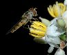 image of Episyrphus balteatus