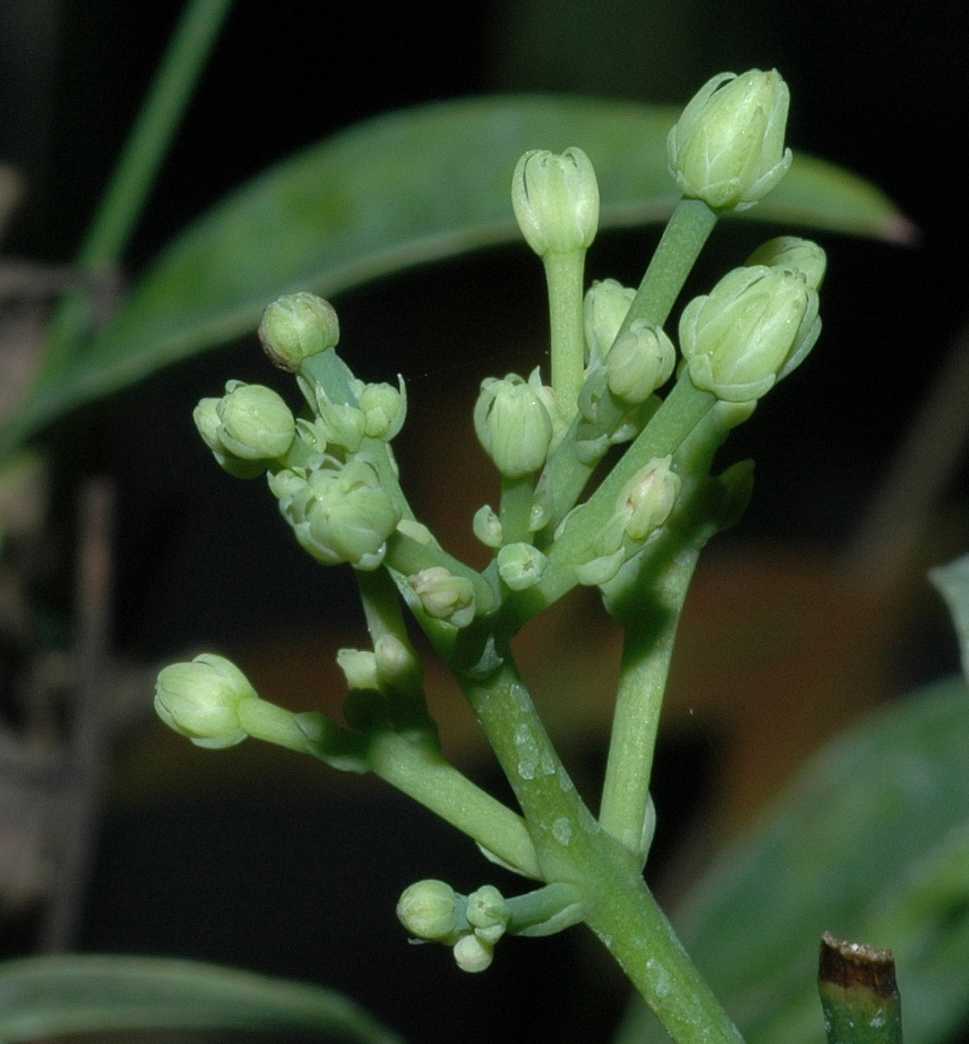 Berberidaceae Nandina domestica