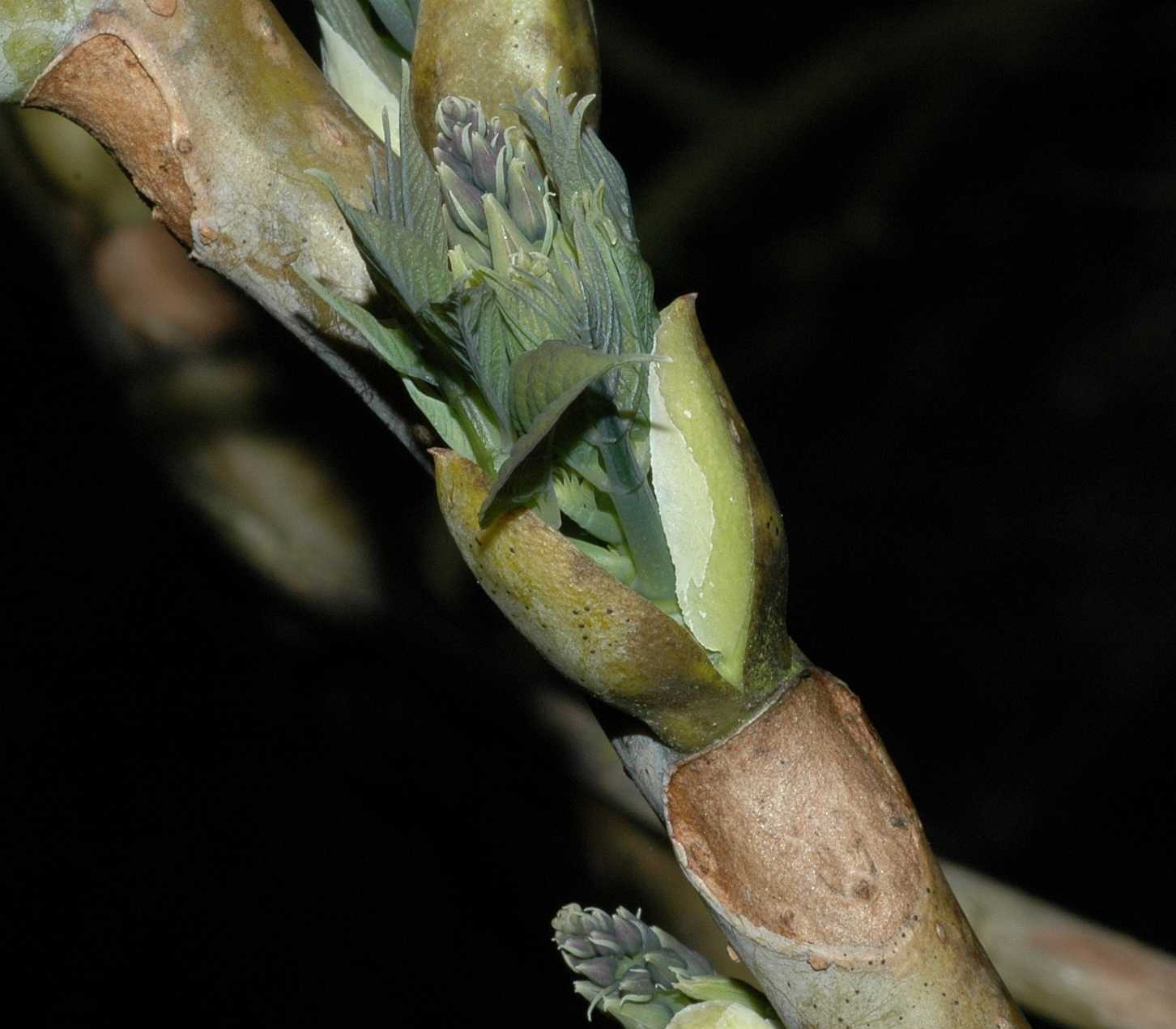 Lardizabalaceae Decaisnea fargesii