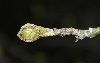 image of Cornus officinalis