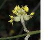 image of Cornus officinalis