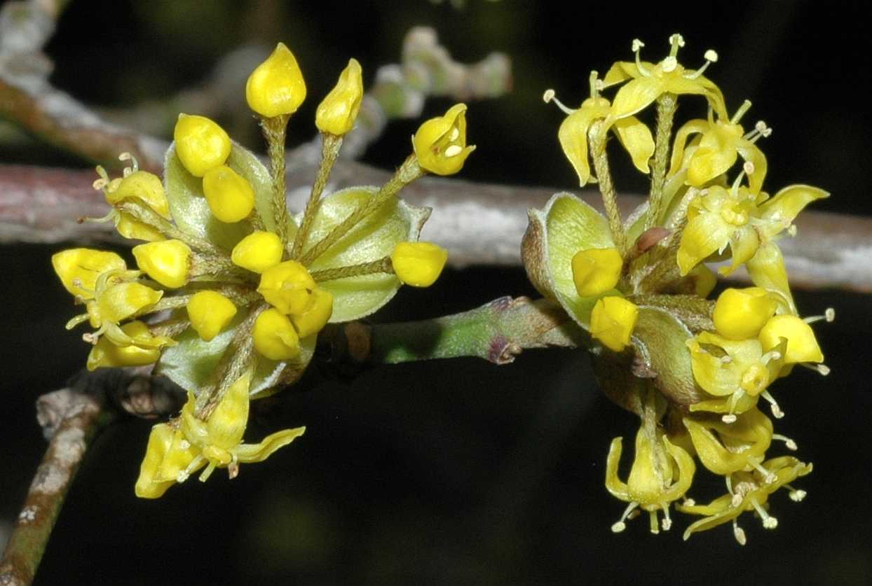 Cornaceae Cornus officinalis