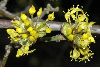 image of Cornus officinalis