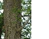 image of Davidia involucrata