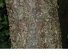 image of Davidia involucrata