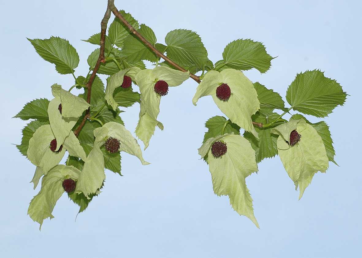 Cornaceae Davidia involucrata
