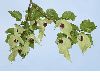 image of Davidia involucrata