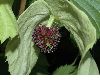 image of Davidia involucrata