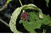 image of Davidia involucrata