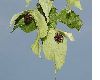 image of Davidia involucrata