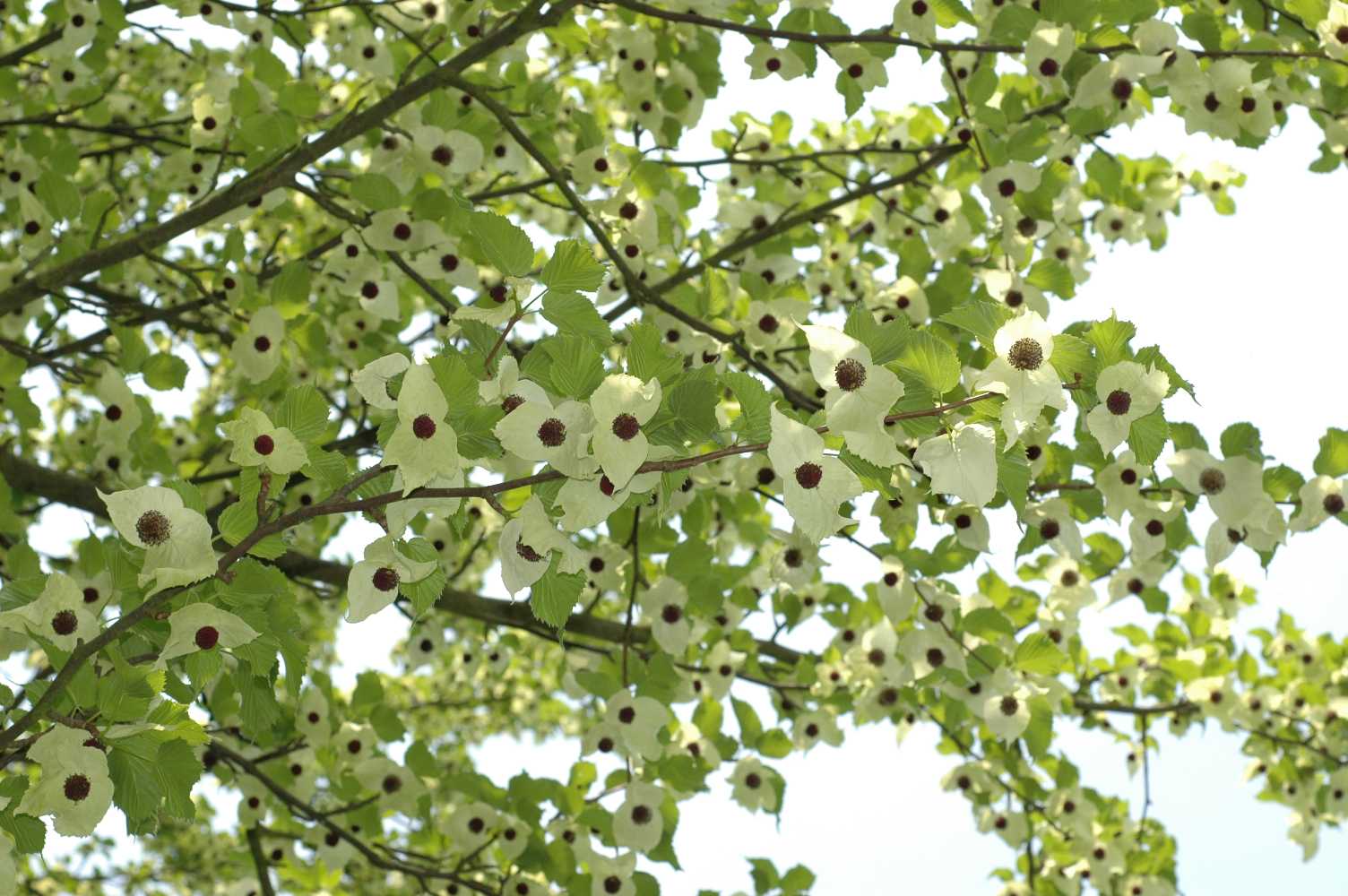 Cornaceae Davidia involucrata