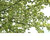 image of Davidia involucrata