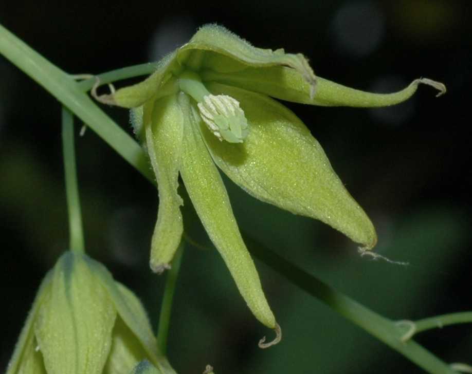 Lardizabalaceae Decaisnea fargesii