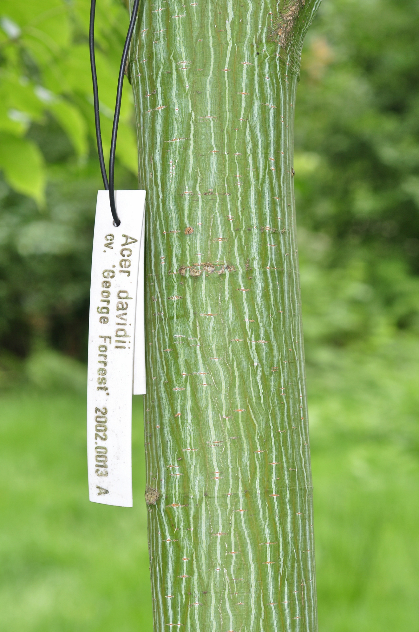 Aceraceae Acer davidii