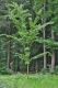 image of Acer davidii