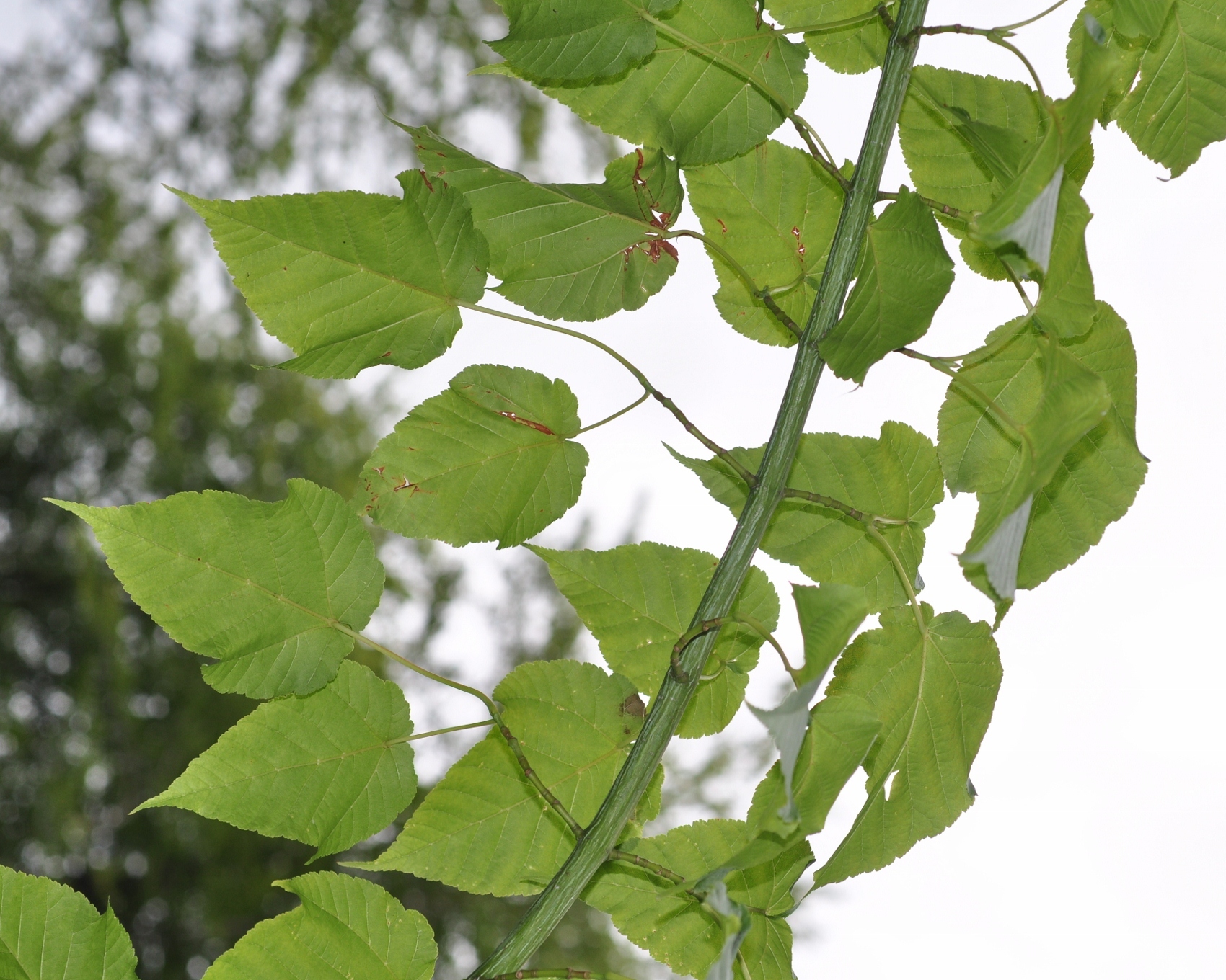 Aceraceae Acer davidii