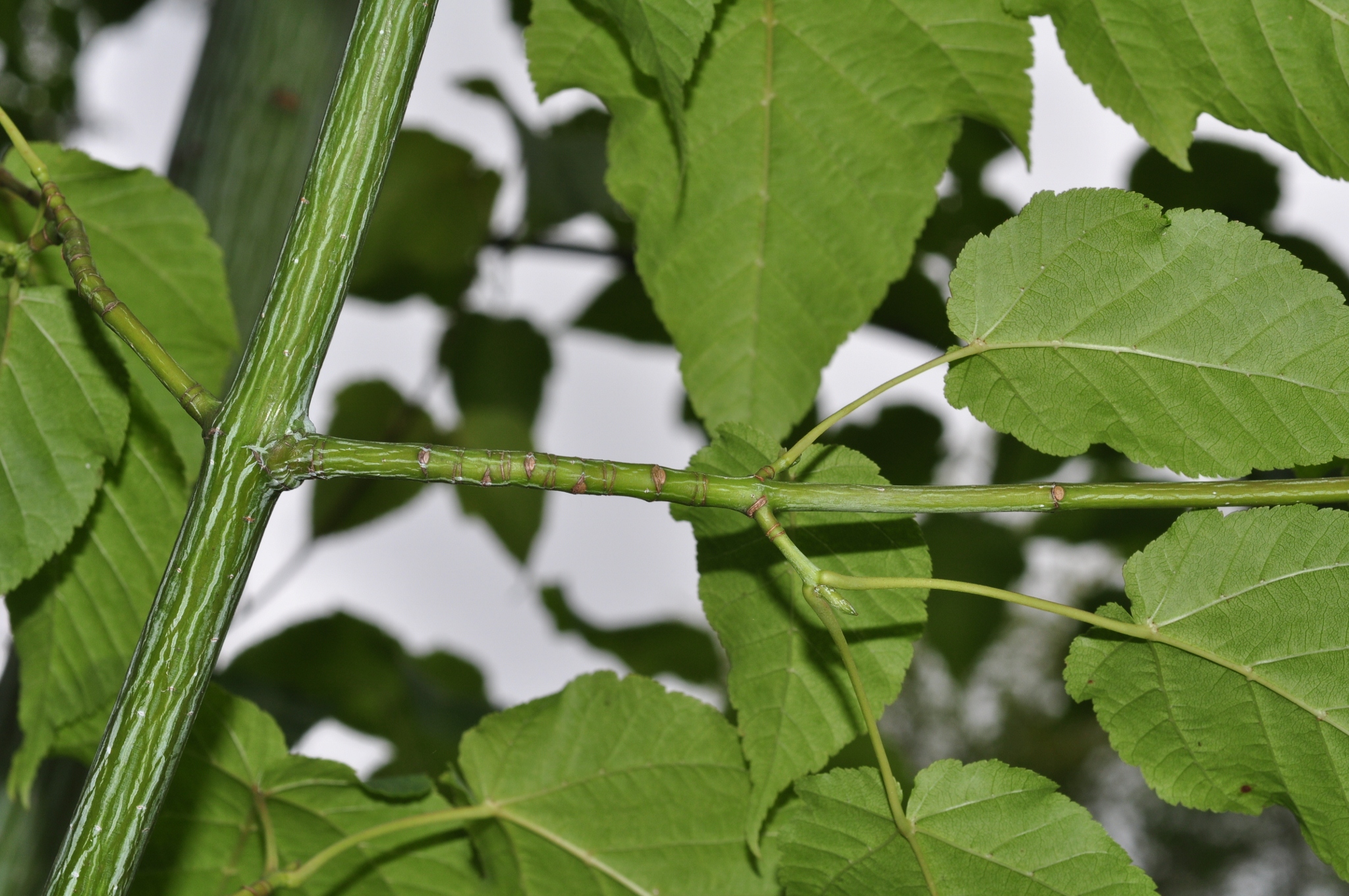Aceraceae Acer davidii