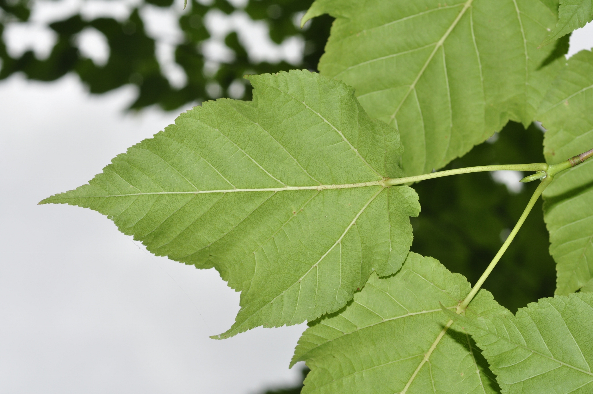 Aceraceae Acer davidii