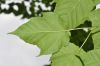 image of Acer davidii