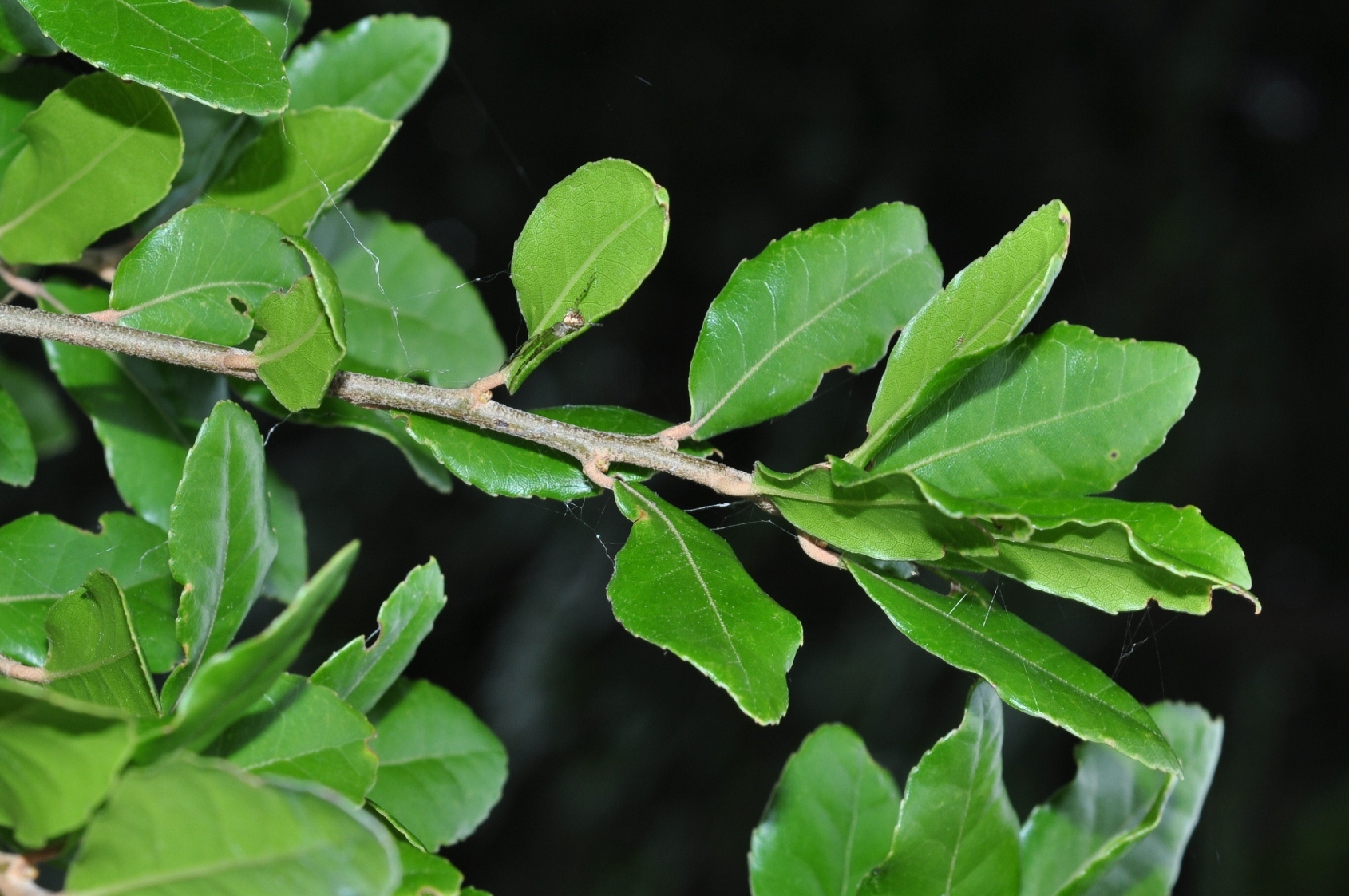 Fagaceae Quercus phyllirioides