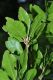 image of Quercus phyllirioides