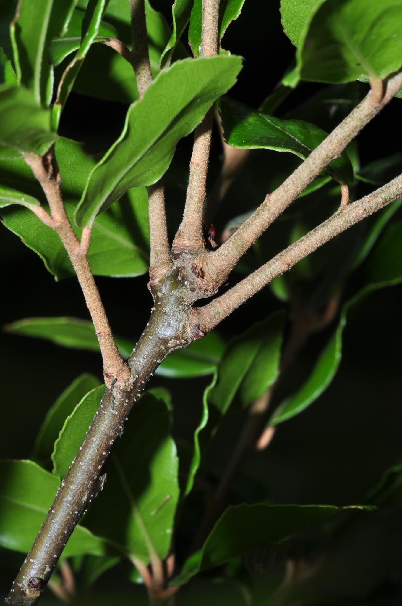 Fagaceae Quercus phyllirioides