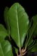 image of Quercus phyllirioides