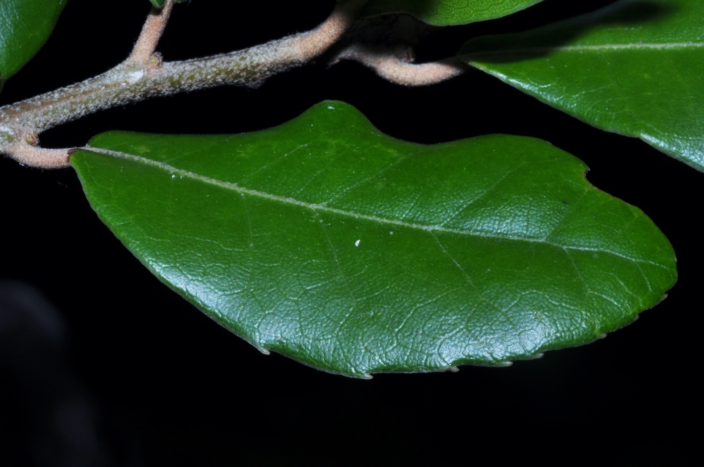 Fagaceae Quercus phyllirioides