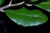 image of Quercus phyllirioides