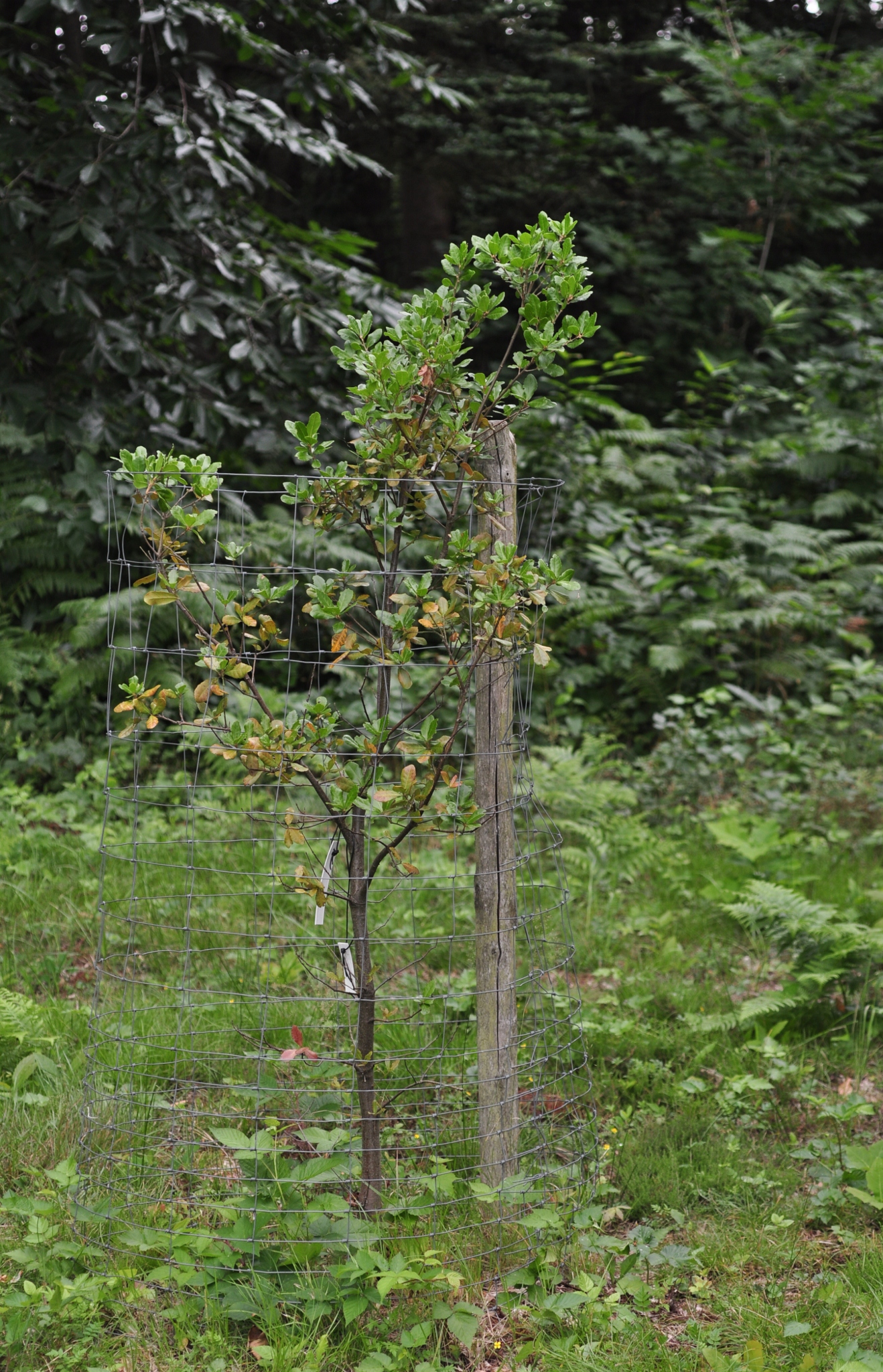Fagaceae Quercus phyllirioides