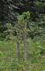 image of Quercus phyllirioides