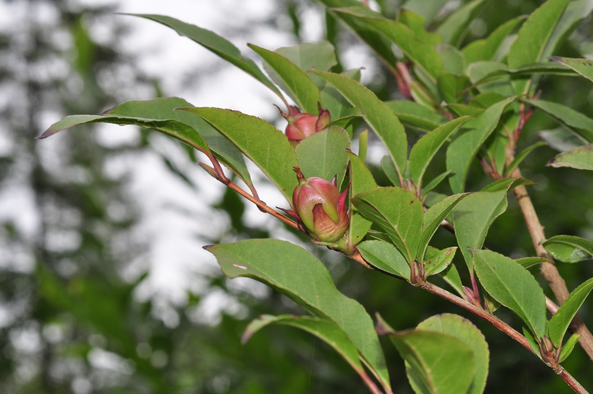 Theaceae Stewartia rostrata
