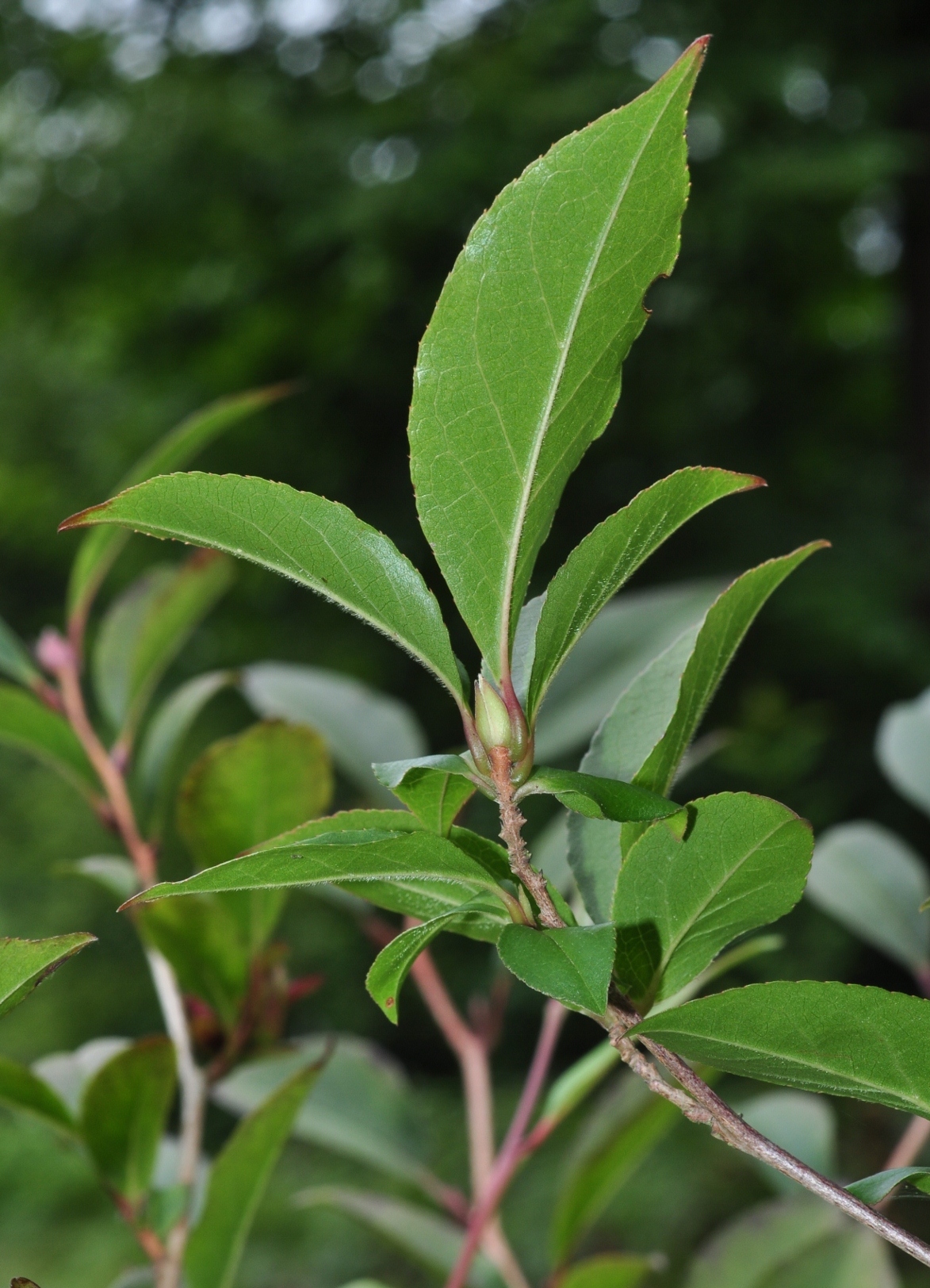 Theaceae Stewartia rostrata