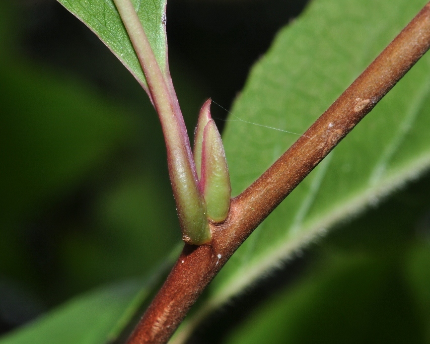 Theaceae Stewartia rostrata