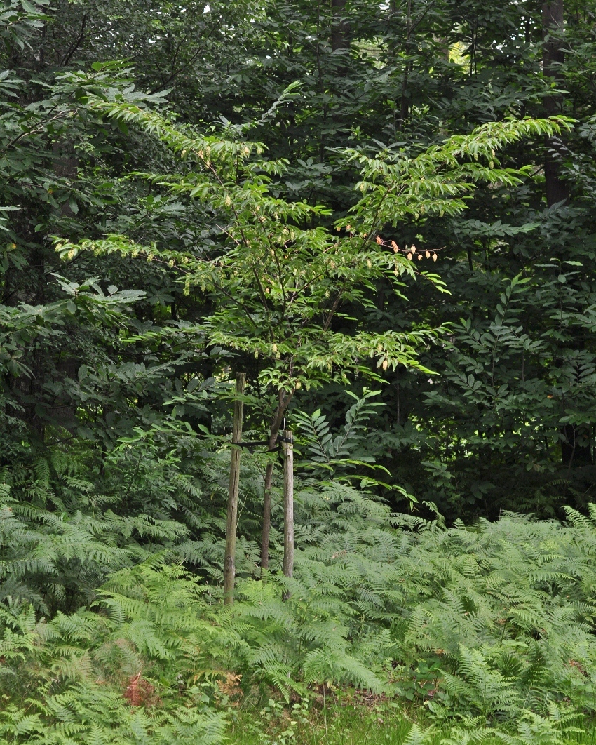 Betulaceae Carpinus japonica