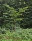 image of Carpinus japonica