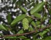 image of Carpinus japonica
