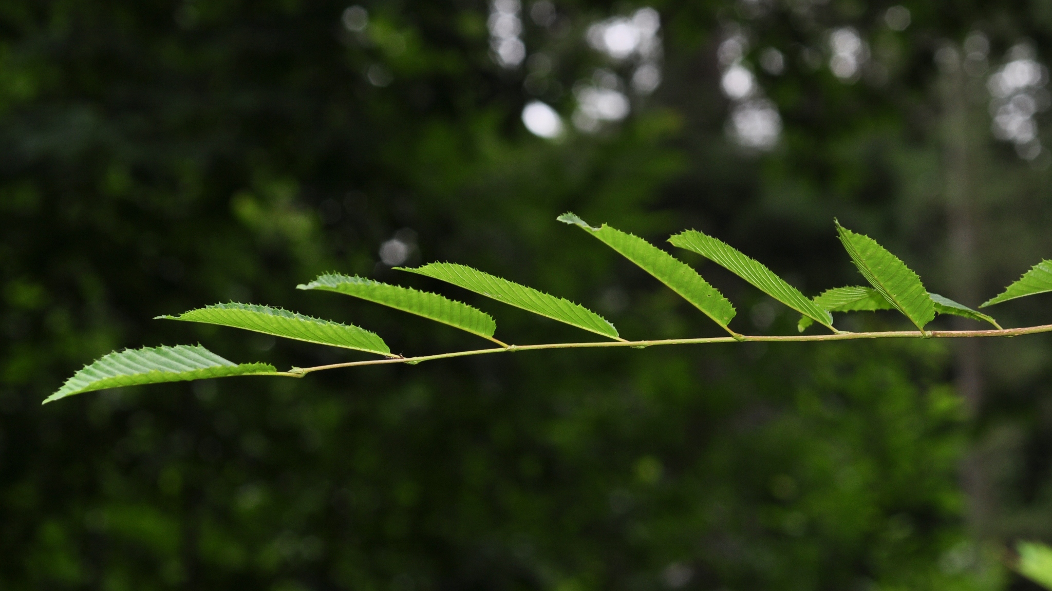 Betulaceae Carpinus japonica