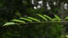 image of Carpinus japonica