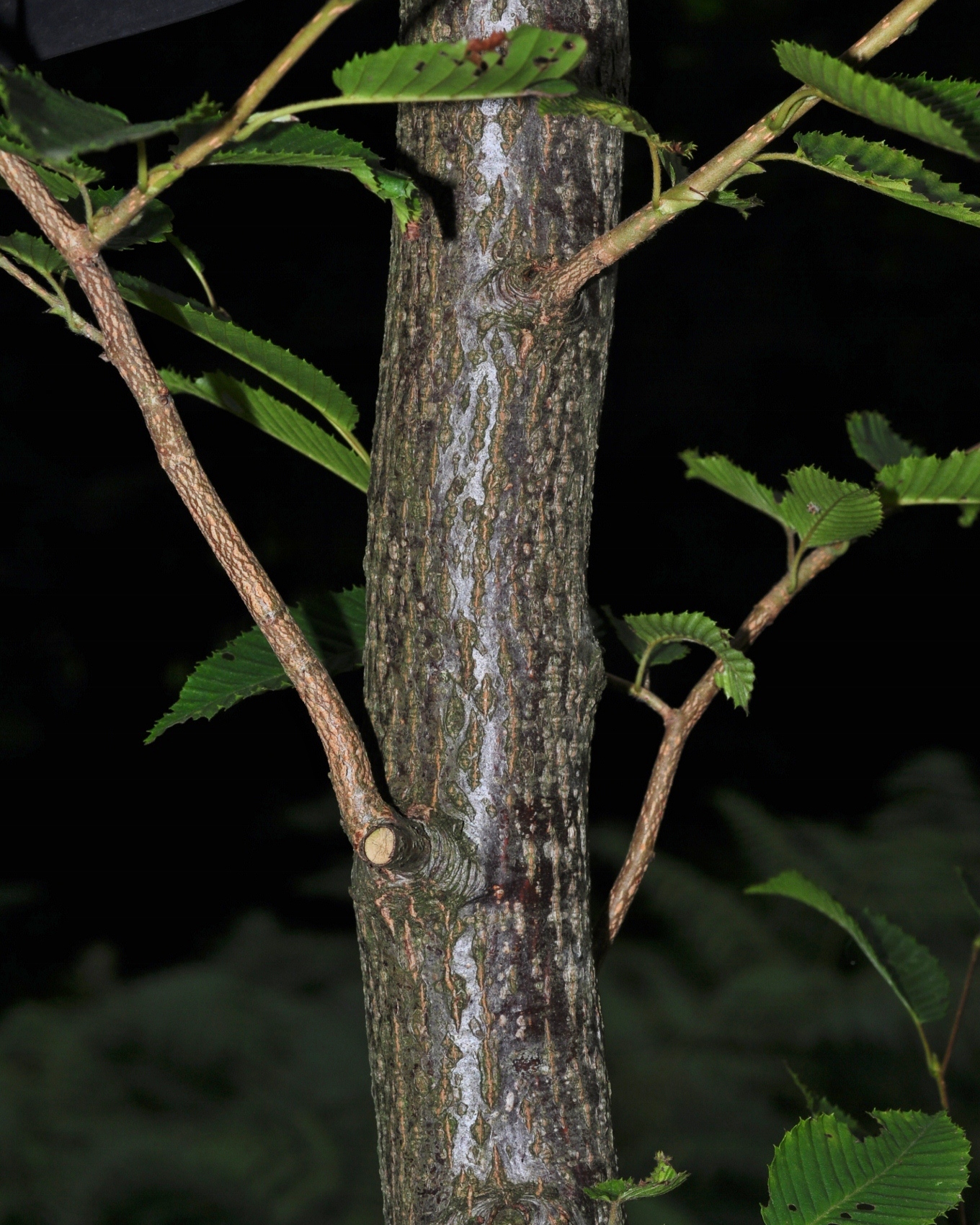 Betulaceae Carpinus japonica