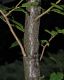 image of Carpinus japonica