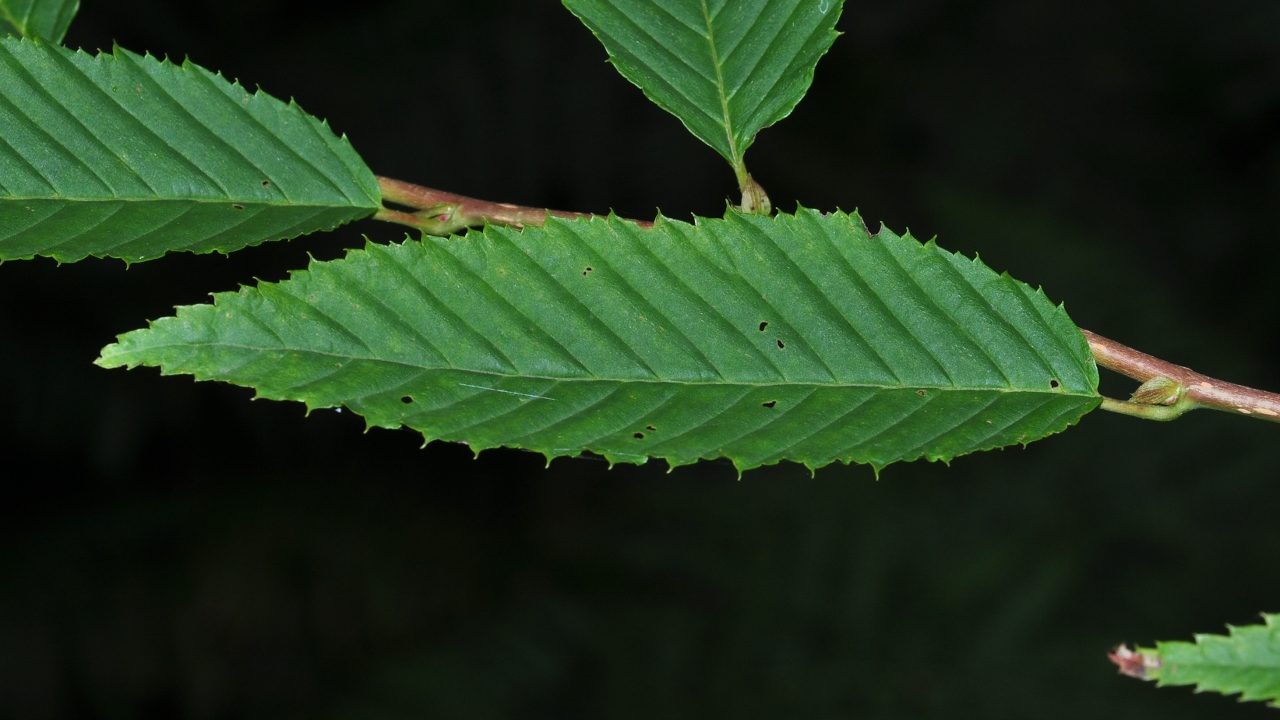 Betulaceae Carpinus japonica