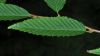 image of Carpinus japonica