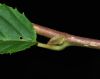 image of Carpinus japonica