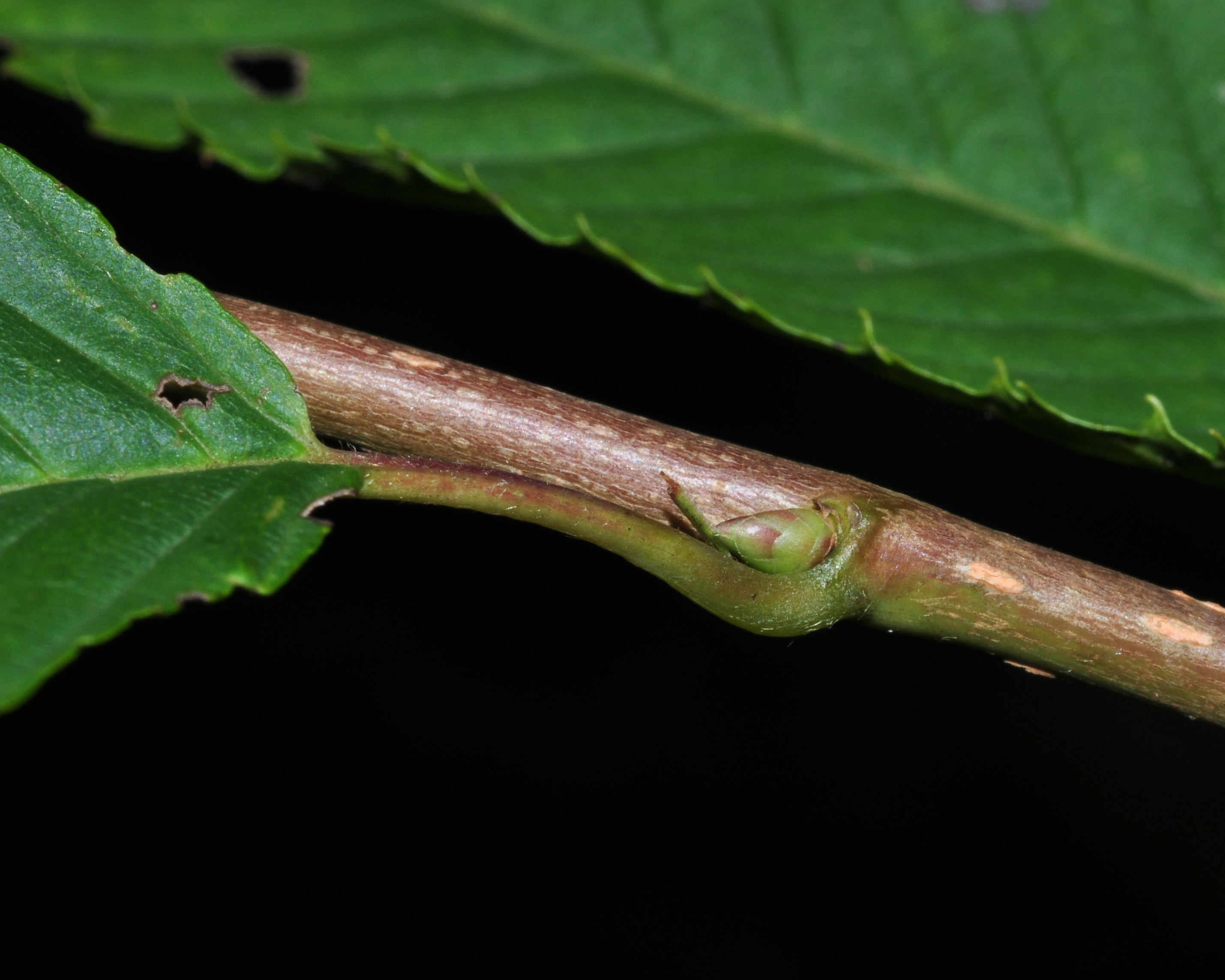 Betulaceae Carpinus japonica