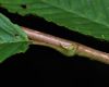 image of Carpinus japonica