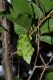 image of Carpinus japonica