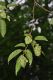 image of Carpinus japonica